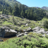 Paysage de montagne avec un court d'eau encadré d'arbres