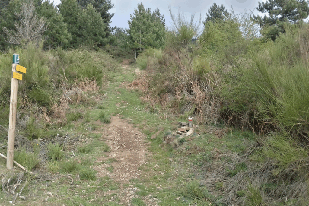 Paysage de montagne avec un sentier dans la forêt