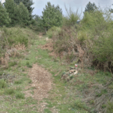 Paysage de montagne avec un sentier dans la forêt