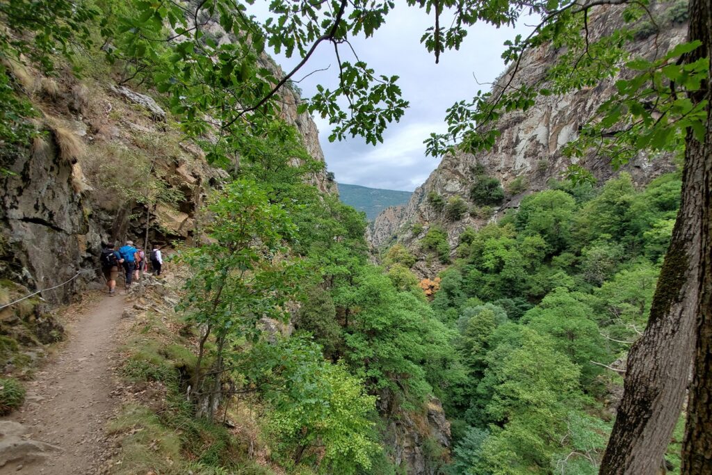 Paysage de randonnée avec un sentier à travers les arbres.