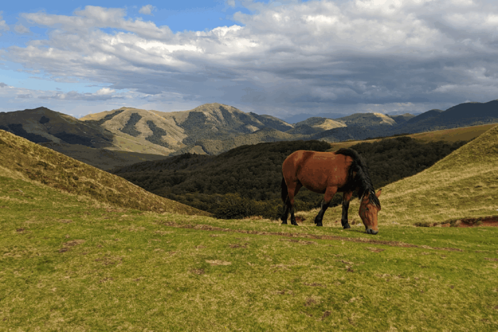 Paysage estival avec au premier plan un cheval dans un pré et au loin des sommets