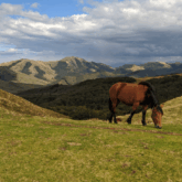 Paysage estival avec au premier plan un cheval dans un pré et au loin des sommets