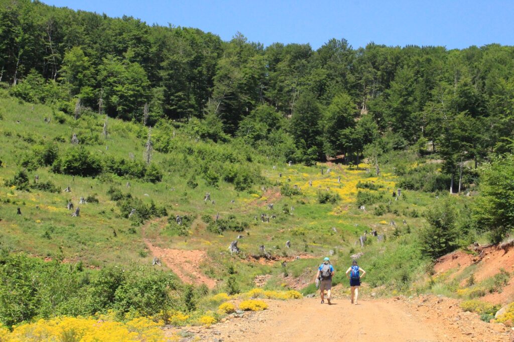 Paysage de montagne avec une foret