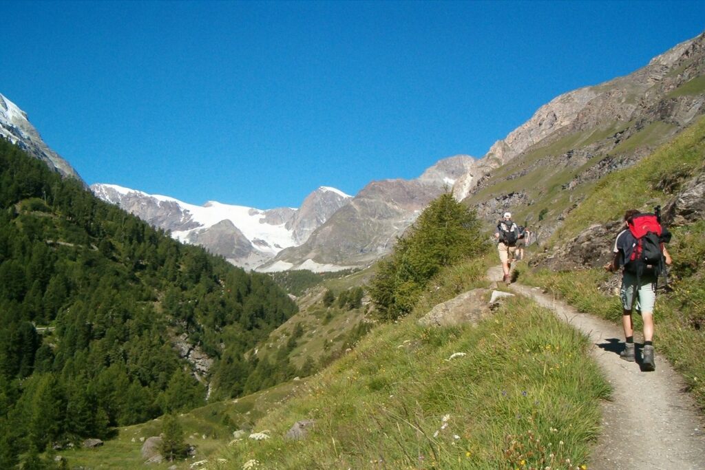 Groupe de randonneurs sur un sentier de la haute route Chamonix-Zermatt, entouré de végétation, avec en fond des sommets couverts de neige