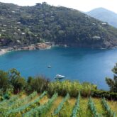 Paysage en hauteurs de la baie d'un village des cinq terres, en Italie avec des cultures et une forêt