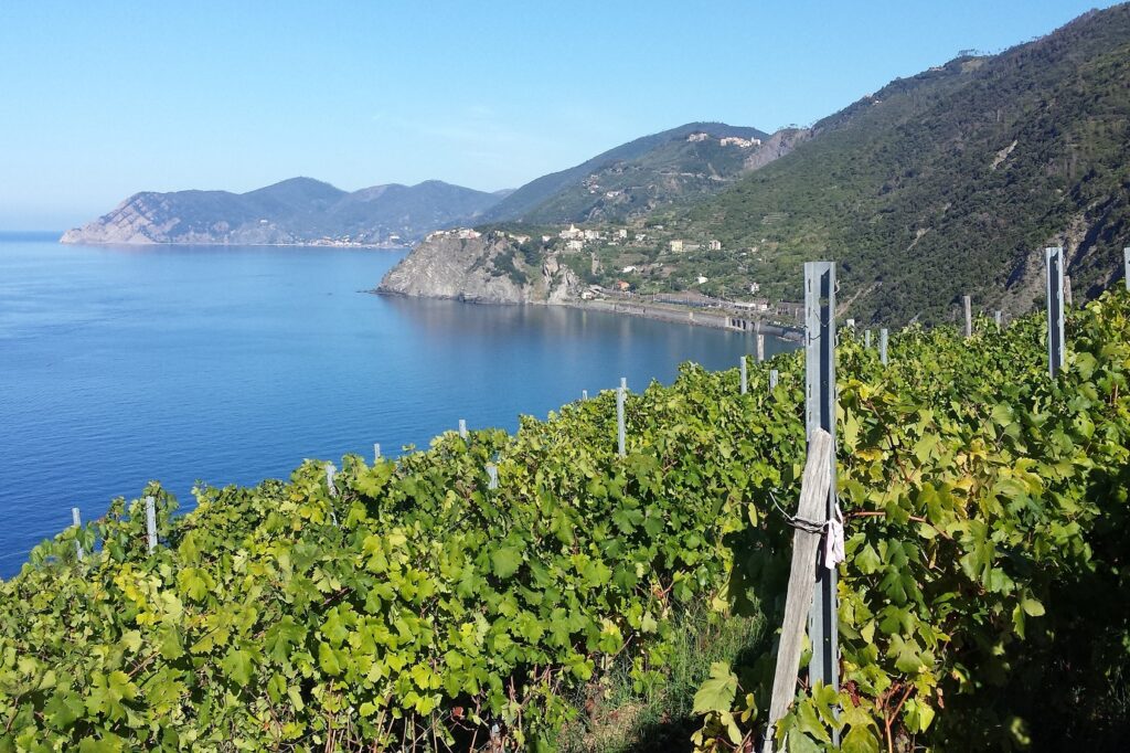 Paysage depuis un sentier dans les cinq terres, on y retrouve la vue sur la mer avec des cultures au premier plan ainsi que différents reliefs de montagne à l'arrière-plan.