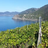 Paysage depuis un sentier dans les cinq terres, on y retrouve la vue sur la mer avec des cultures au premier plan ainsi que différents reliefs de montagne à l'arrière-plan.