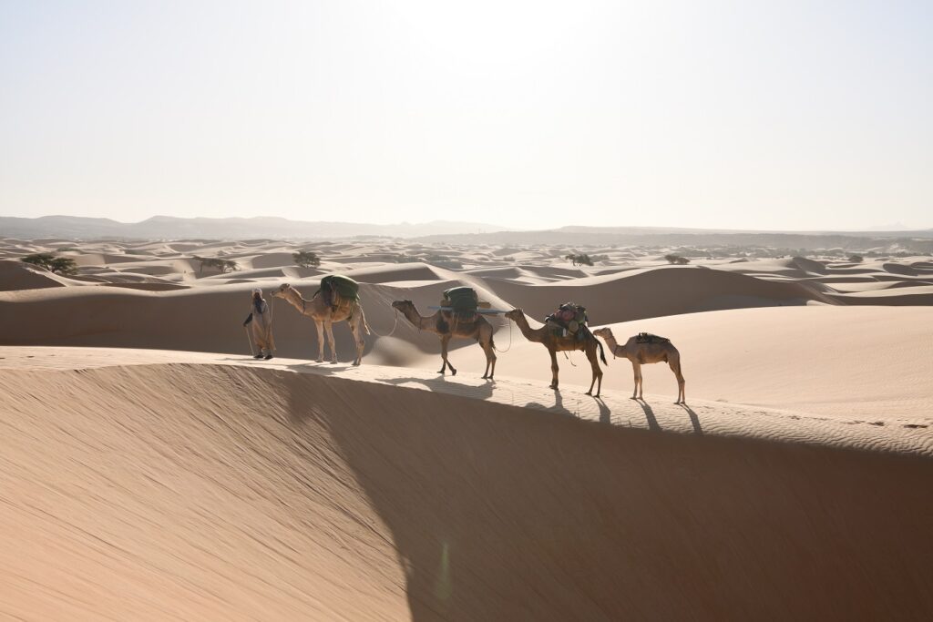 Groupe de dromadaires avec leur maître sur les dunes