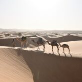 Groupe de dromadaires avec leur maître sur les dunes