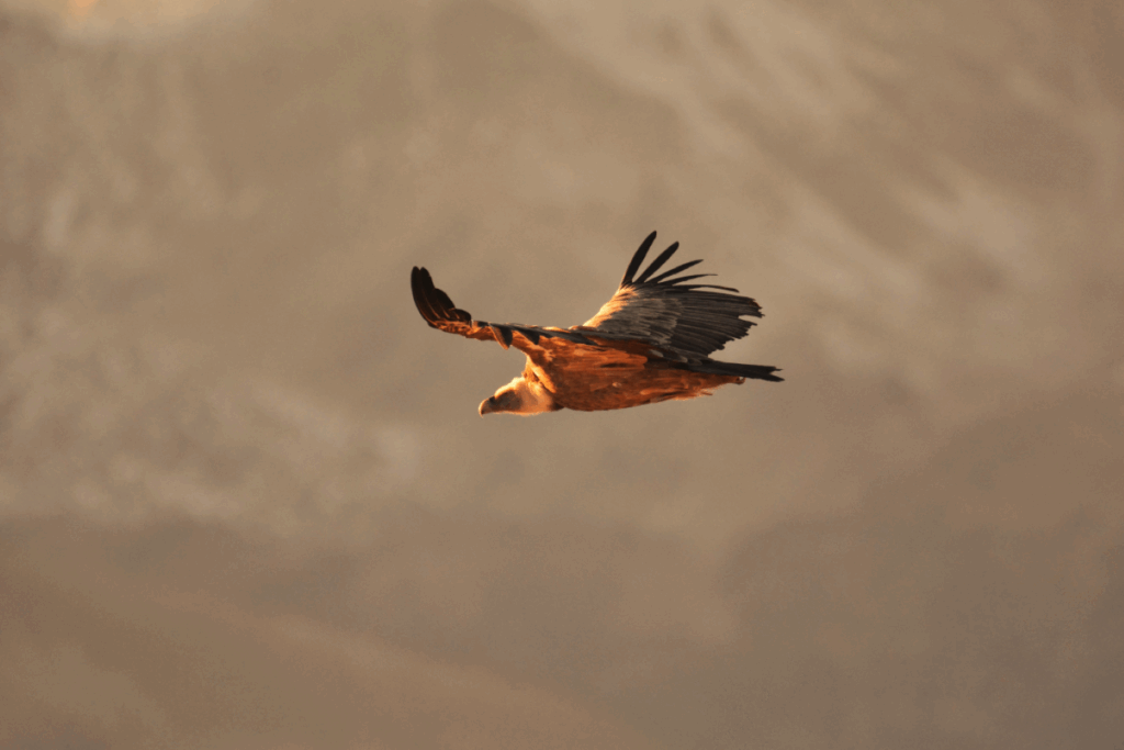 Photo de la faune pouvant être observée lors des séjours en famille dans les Pyrénées