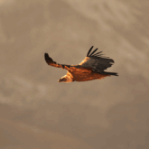 Photo de la faune pouvant être observée lors des séjours en famille dans les Pyrénées