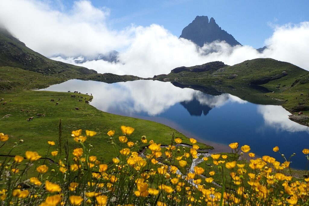 Paysage de montagne avec un lac au second plan et des fleurs au premier plan