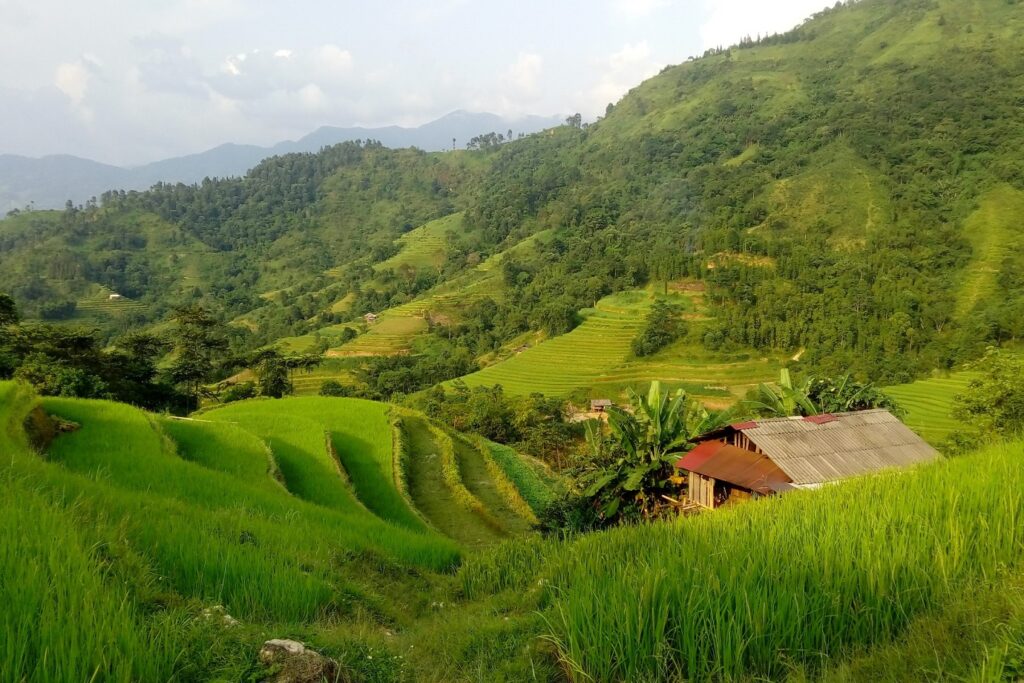 Paysage vietnamien avec de la végétation d'un vert très vif et des petites maisons typiques