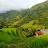 Paysage vietnamien avec de la végétation d'un vert très vif et des petites maisons typiques