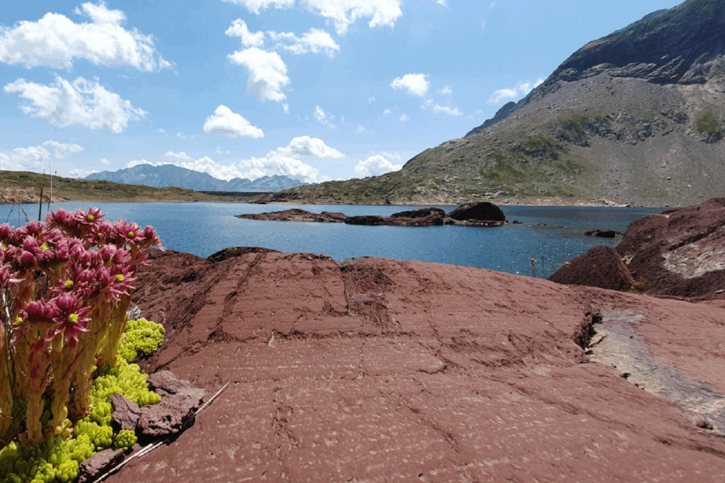 Paysage de montagne avec flore variée, un lac de montagne et un sommet