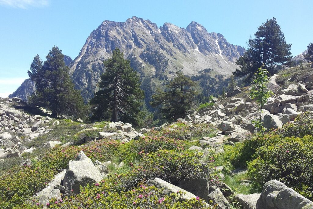 Paysage estival dans les encartais avec des aiguilles en fond
