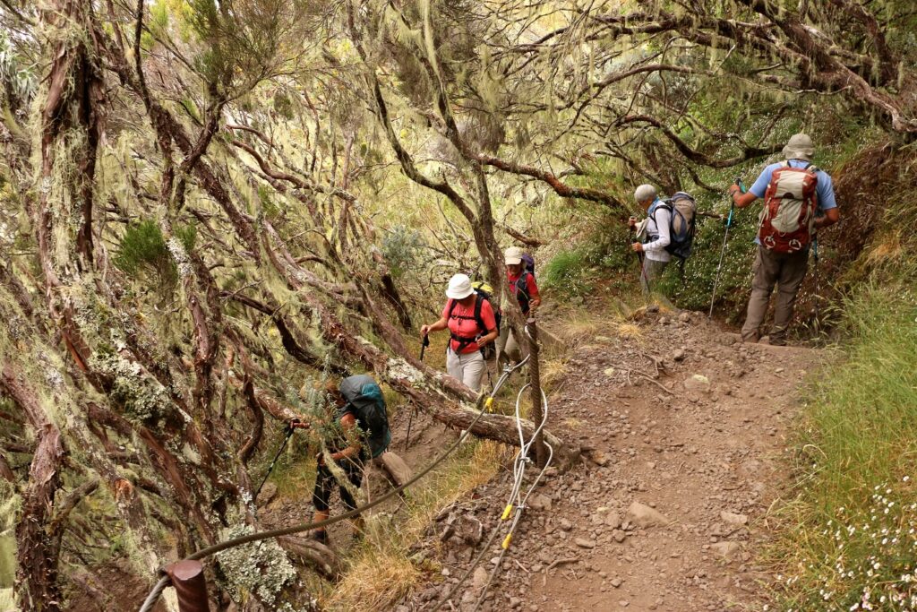 Groupe de randonneurs à travers une forêt sur un sentier