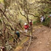 Groupe de randonneurs à travers une forêt sur un sentier