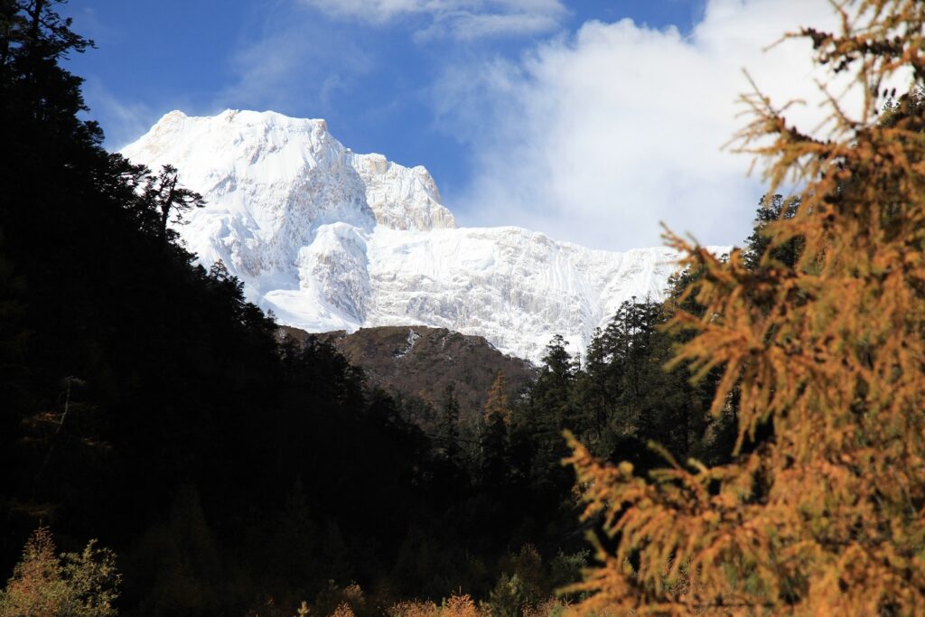 Paysage de montagne avec en fond des sommets ennéigés et au premier plan des arbres sombre 'une foret