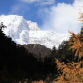 Paysage de montagne avec en fond des sommets ennéigés et au premier plan des arbres sombre 'une foret