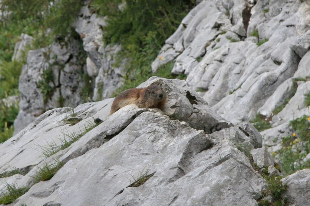 Marmotte sur un rocher dans le massif des Karavanes en Slovénie lors d'un séjour de randonnée encadré