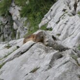 Marmotte sur un rocher dans le massif des Karavanes en Slovénie lors d'un séjour de randonnée encadré