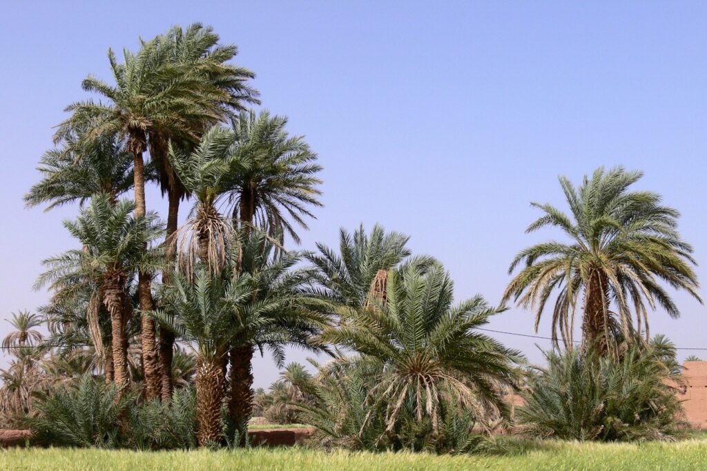 Paysage de végétation au Maroc avec différents arbres, notamment des palmiers