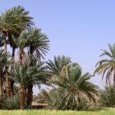 Paysage de végétation au Maroc avec différents arbres, notamment des palmiers