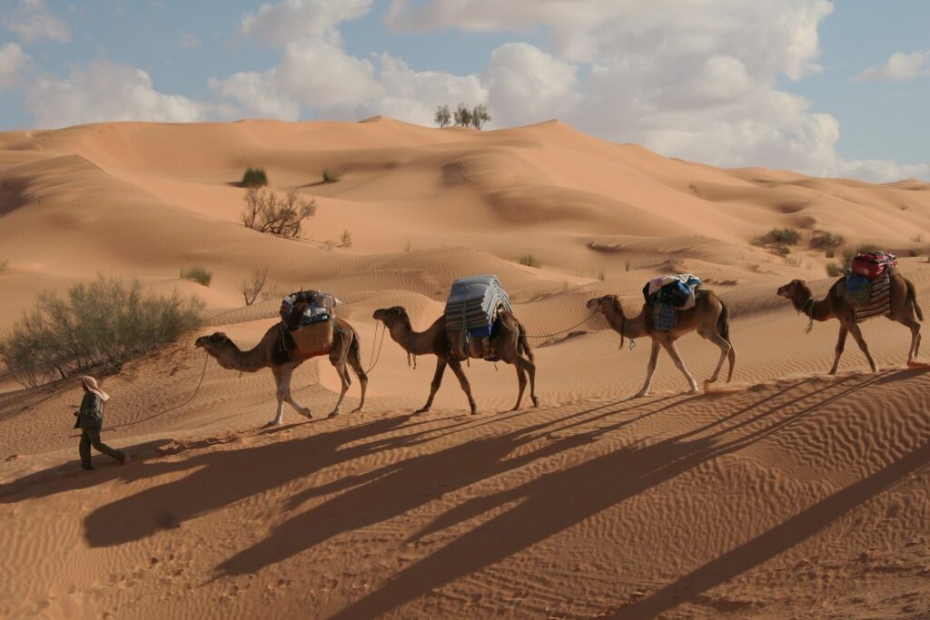 Groupe de dromadaires marchant sur le sable des dunes