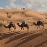 Groupe de dromadaires marchant sur le sable des dunes