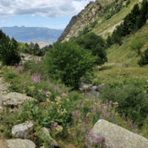 Paysage de montagne avec de la végétation de part et d'autre
