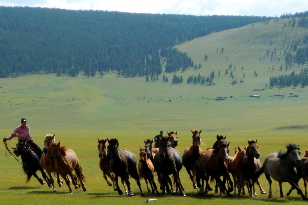 paysage de montagne en Mongolie avec une horde de chevaux guidée par des cavaliers aux extrémités