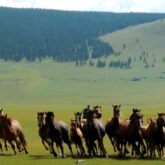paysage de montagne en Mongolie avec une horde de chevaux guidée par des cavaliers aux extrémités