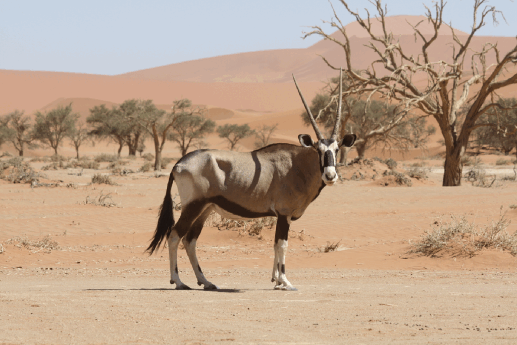Paysage de Namibie avec un oryx