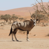Paysage de Namibie avec un oryx