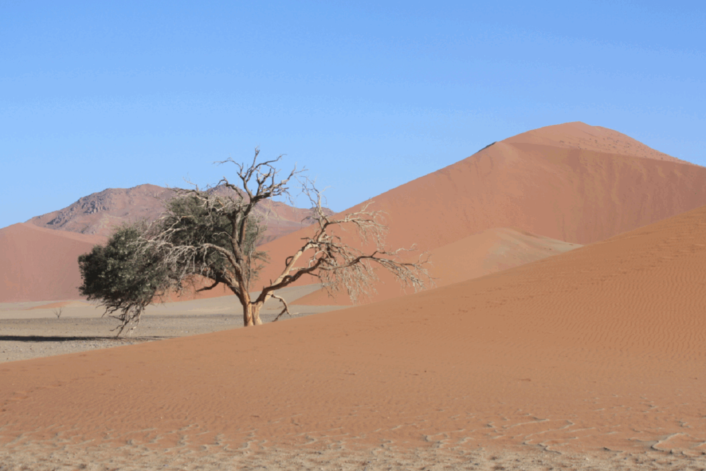 Paysage désertique en Namibie avec du sable de couleur orangée