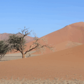 Paysage désertique en Namibie avec du sable de couleur orangée