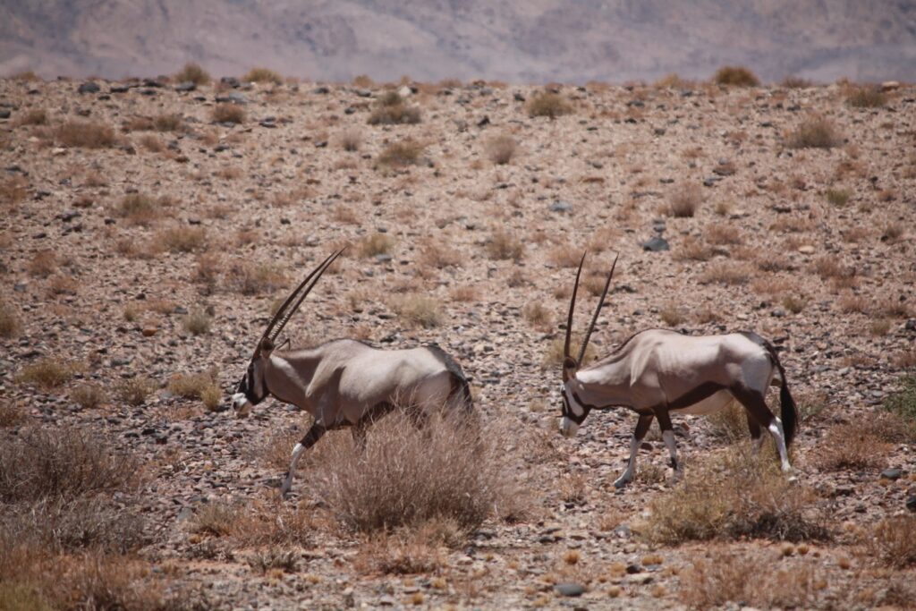 Deux oryx en train de marcher dans leur milieu naturel en Namibie