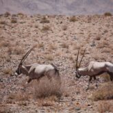 Deux oryx en train de marcher dans leur milieu naturel en Namibie