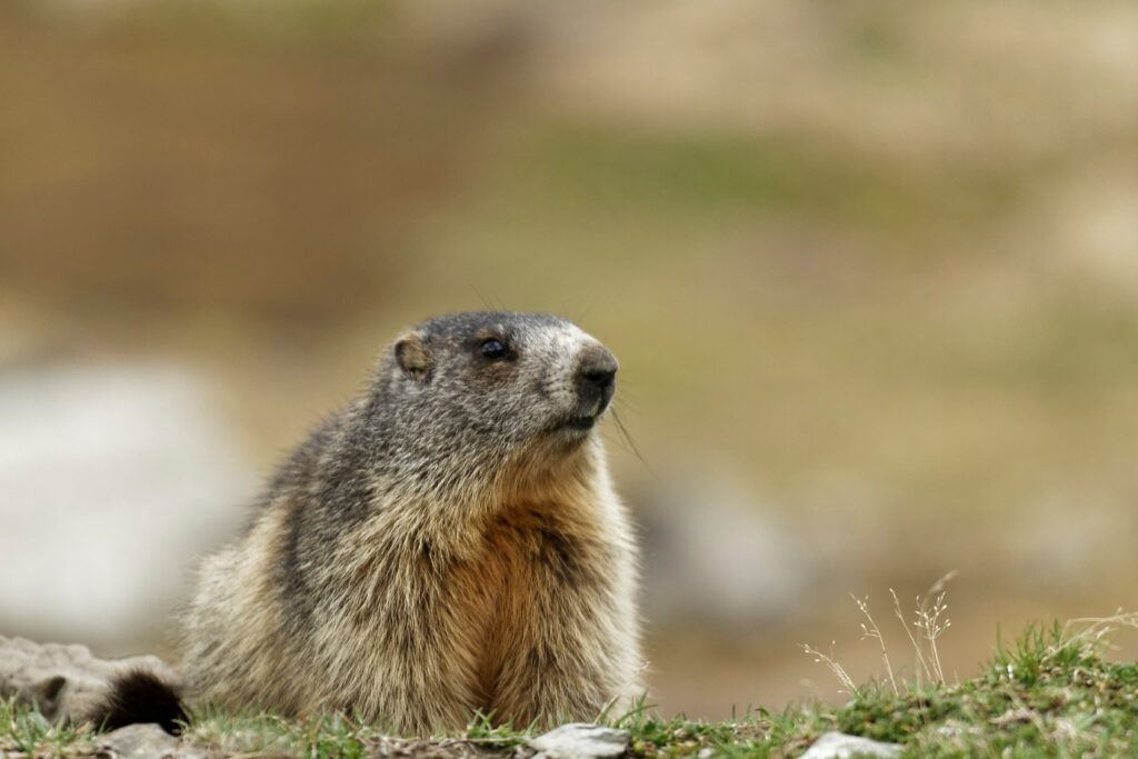 Marmotte observée en montagne en liberté