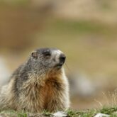 Marmotte observée en montagne en liberté