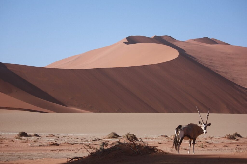 Paysage montagnard en Namibie avec un Oeyx ainsi qu'une dune à l'arrière-plan avec du sable rouge ainsi que du sable blanc