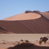 Paysage montagnard en Namibie avec un Oeyx ainsi qu'une dune à l'arrière-plan avec du sable rouge ainsi que du sable blanc