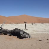 Paysage du désert de Namibie avec différentes couleurs en fonction des plans