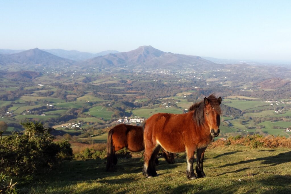 Paysage typique du Pays Basque avec un poney originaire du Pays Basque