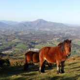 Paysage typique du Pays Basque avec un poney originaire du Pays Basque