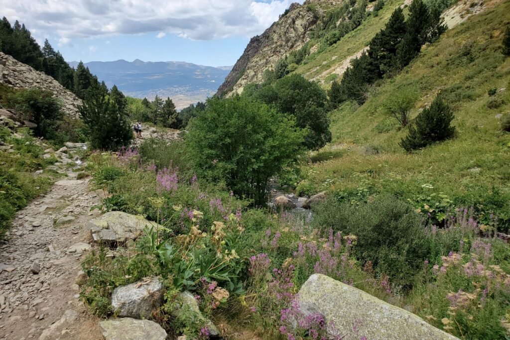 Paysage montagnard avec de la végétation et des fleurs, ainsi que des roches et des montagnes au fond et sur les bords