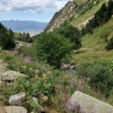 Paysage montagnard avec de la végétation et des fleurs, ainsi que des roches et des montagnes au fond et sur les bords