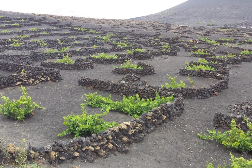 Paysage des cultures dans les canaries qui s'adapte aux conditions de l'île