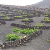 Paysage des cultures dans les canaries qui s'adapte aux conditions de l'île